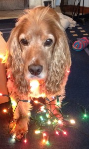 The office supervisor all lit up for Christmas!